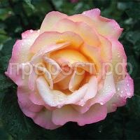 rosa_chaino_gibrid_peace_gloria_day rosa_chaino_gibrid_peace_gloria_day