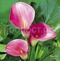 кэптин романс