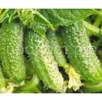 Огурец Атлантис F1 1000шт