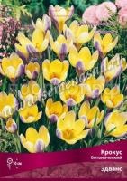 Крокус Эдванс