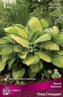 Хоста Форчуна Голд Стандарт
