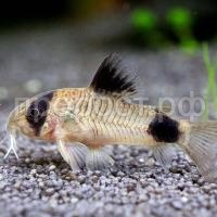 Коридорас панда Коридорас панда