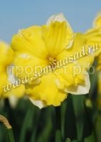 Нарцисс Бельканто