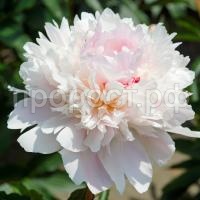 pion_molochnocvetkovyj_alerti_xrpp-c2