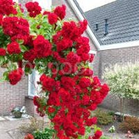 Без названия Без названия