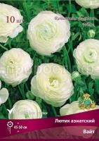 lutik_asia_white_kaper lutik_asia_white_kaper