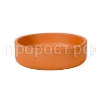 бонсай бонсай