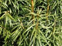 облепиха гном