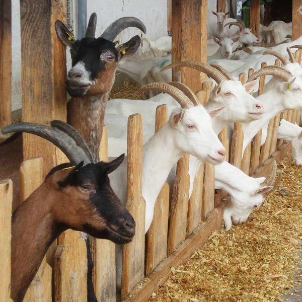 Сера кормовая ДОБРОЖИЛ 1 кг