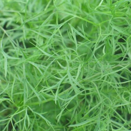 Кориандр Шико 100г Гавриш