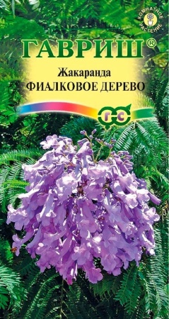 Жакаранда Фиалковое дерево 3шт 