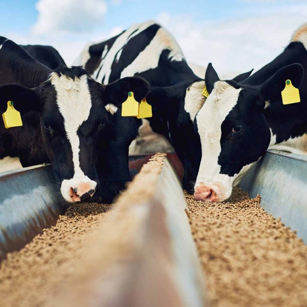 Мел кормовой ДОБРОЖИЛ 5кг