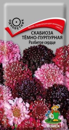 Скабиоза тёмно-пурпурная Разбитое сердце 10 шт