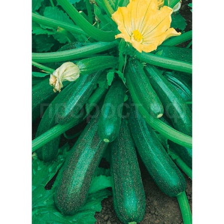 Кабачок Диамант F1 Н21 5шт Гавриш