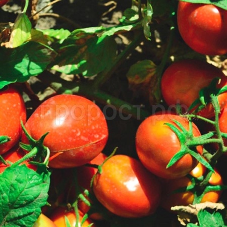 Томат Яки F1 1000 шт