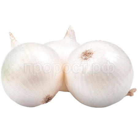 Лук-севок Стардаст