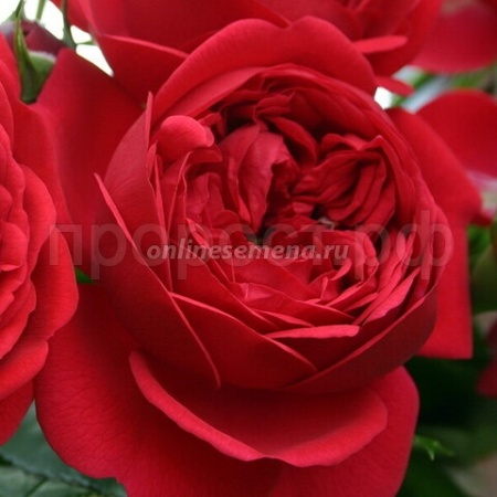 Саженцы Роза флорибунда Аут оф Розенхайм Саженцы Роза флорибунда Аут оф Розенхайм