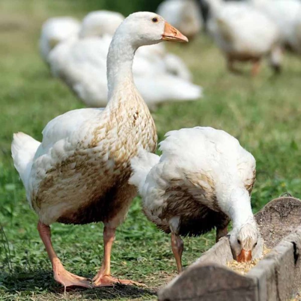 Мука мясокостная ДОБРОЖИЛ 1 кг