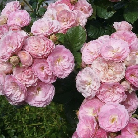 Роза мускусные гибриды Букет Парфе Роза мускусные гибриды Букет Парфе