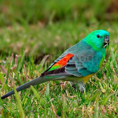 Птица Певчий попугай