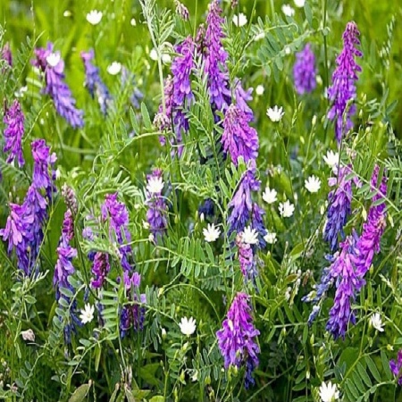 Семена вики 0,5 кг